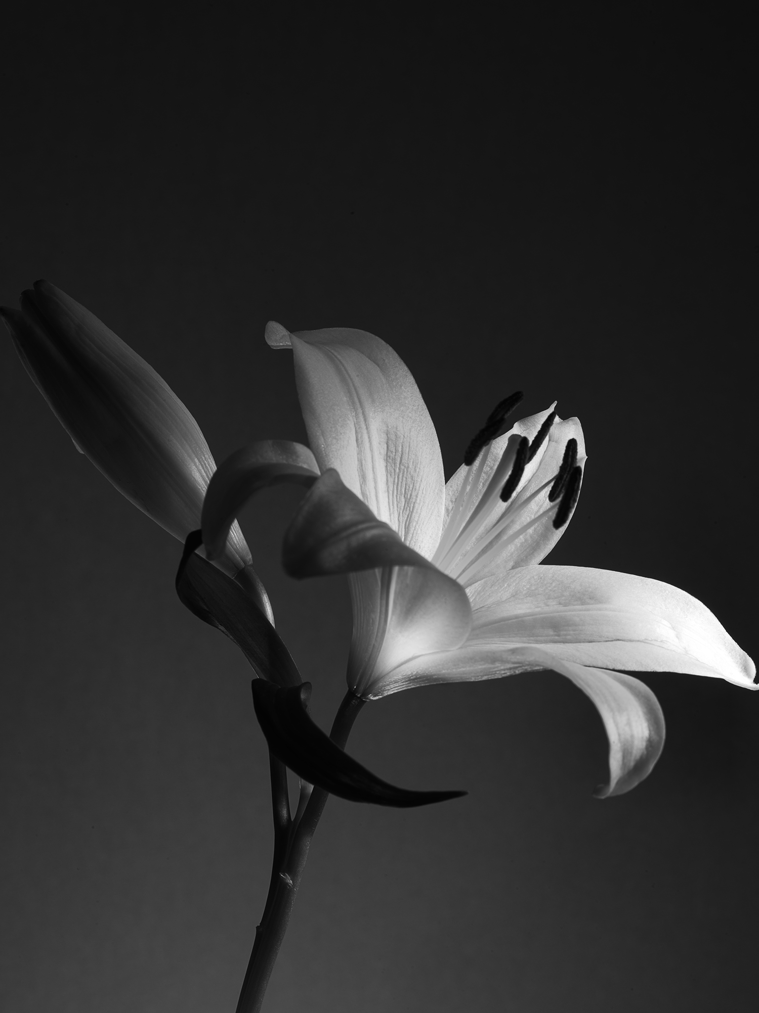 Moody botanical monochrome fine art cinematic lily by Thabit