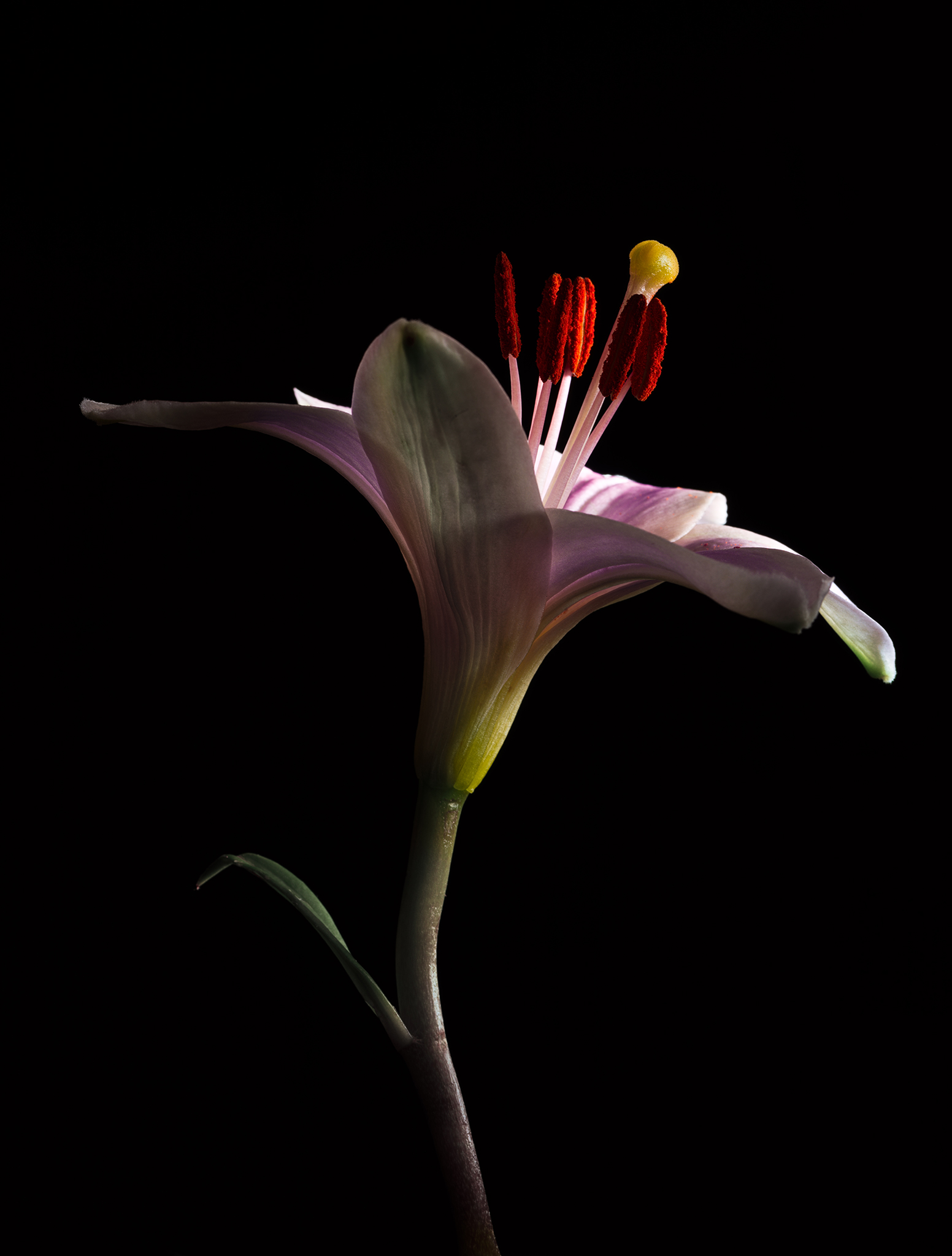 Cimematic botanical colourful fine art lily by Thabit in chiaroscuro