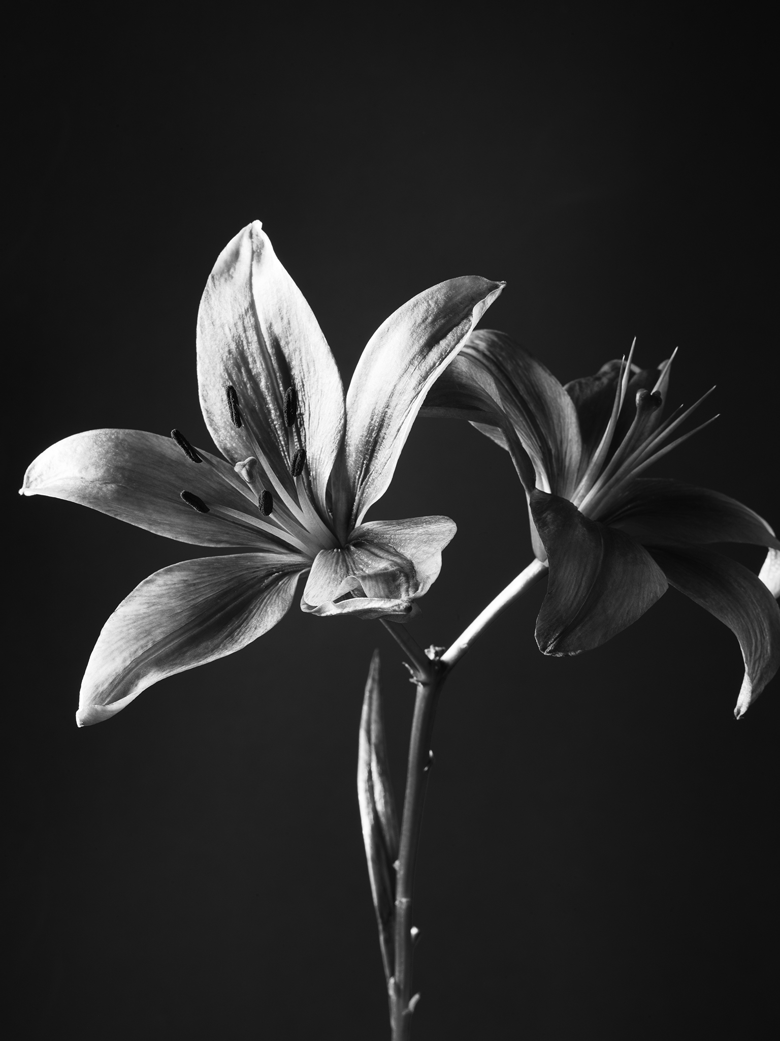 Moody silver botanical monochrome fine art cinematic lily by Thabit