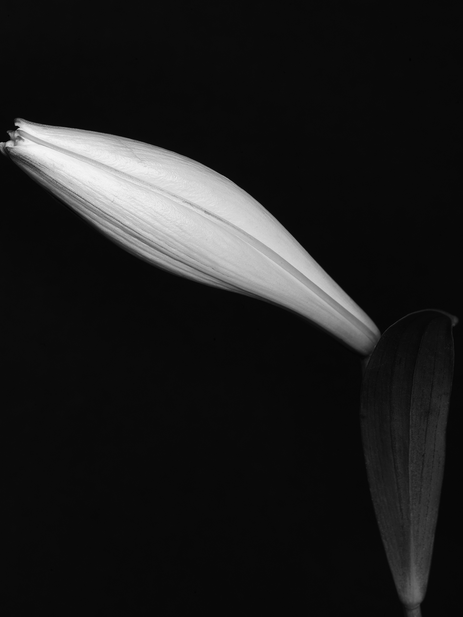 Cimematic botanical monochrome fine art lily by Thabit in chiaroscuro