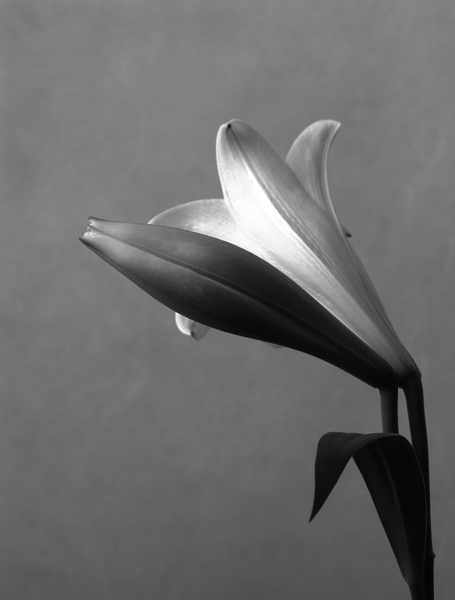 Cimematic botanical monochrome fine art lily by Thabit in chiaroscuro