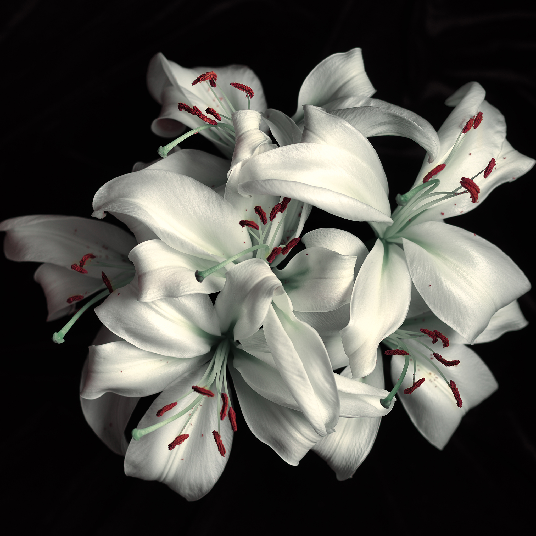 Cimematic botanical monochrome with red fine art lily by Thabit in chiaroscuro