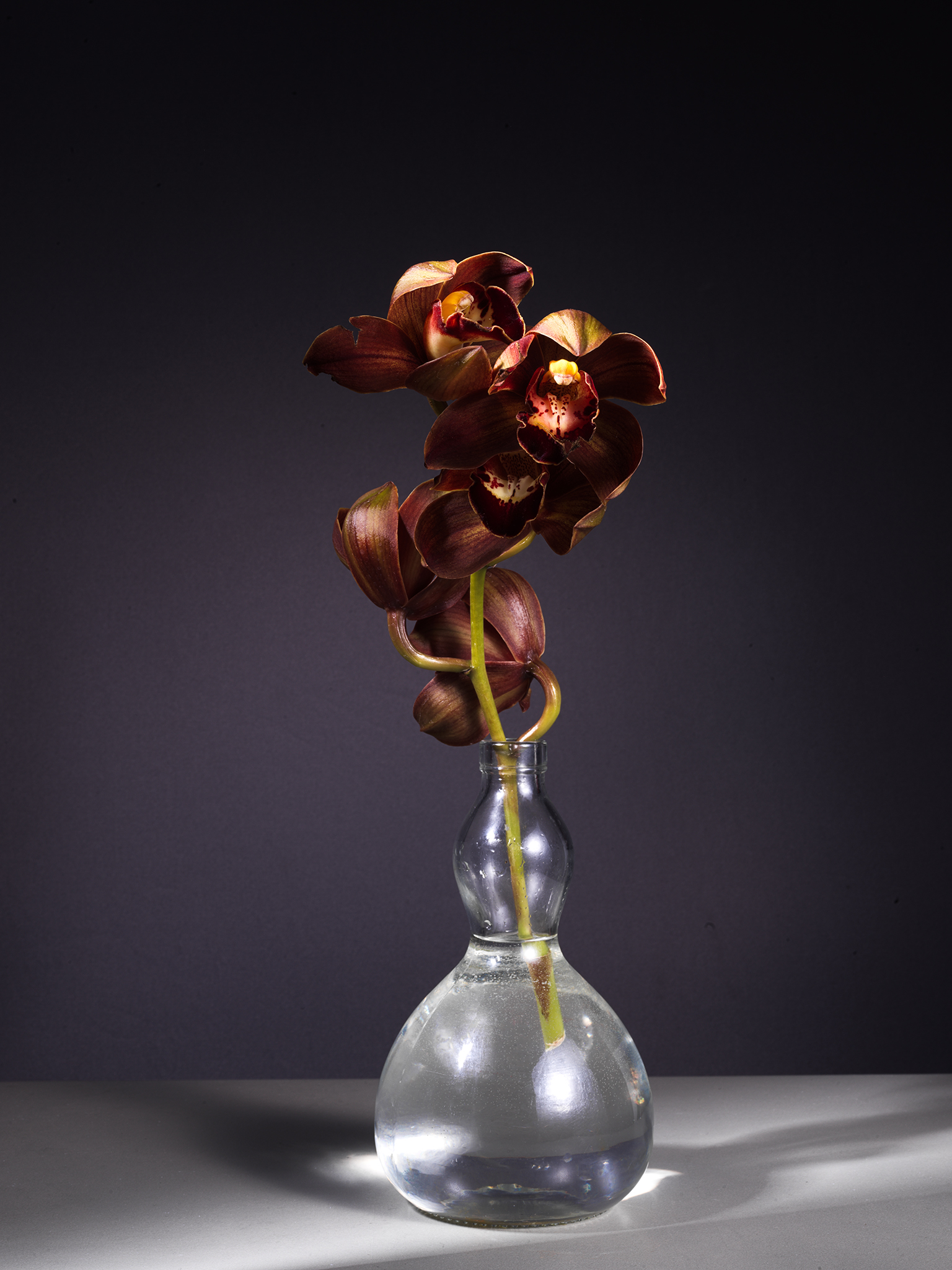 Orchid Species fine art by Thabit