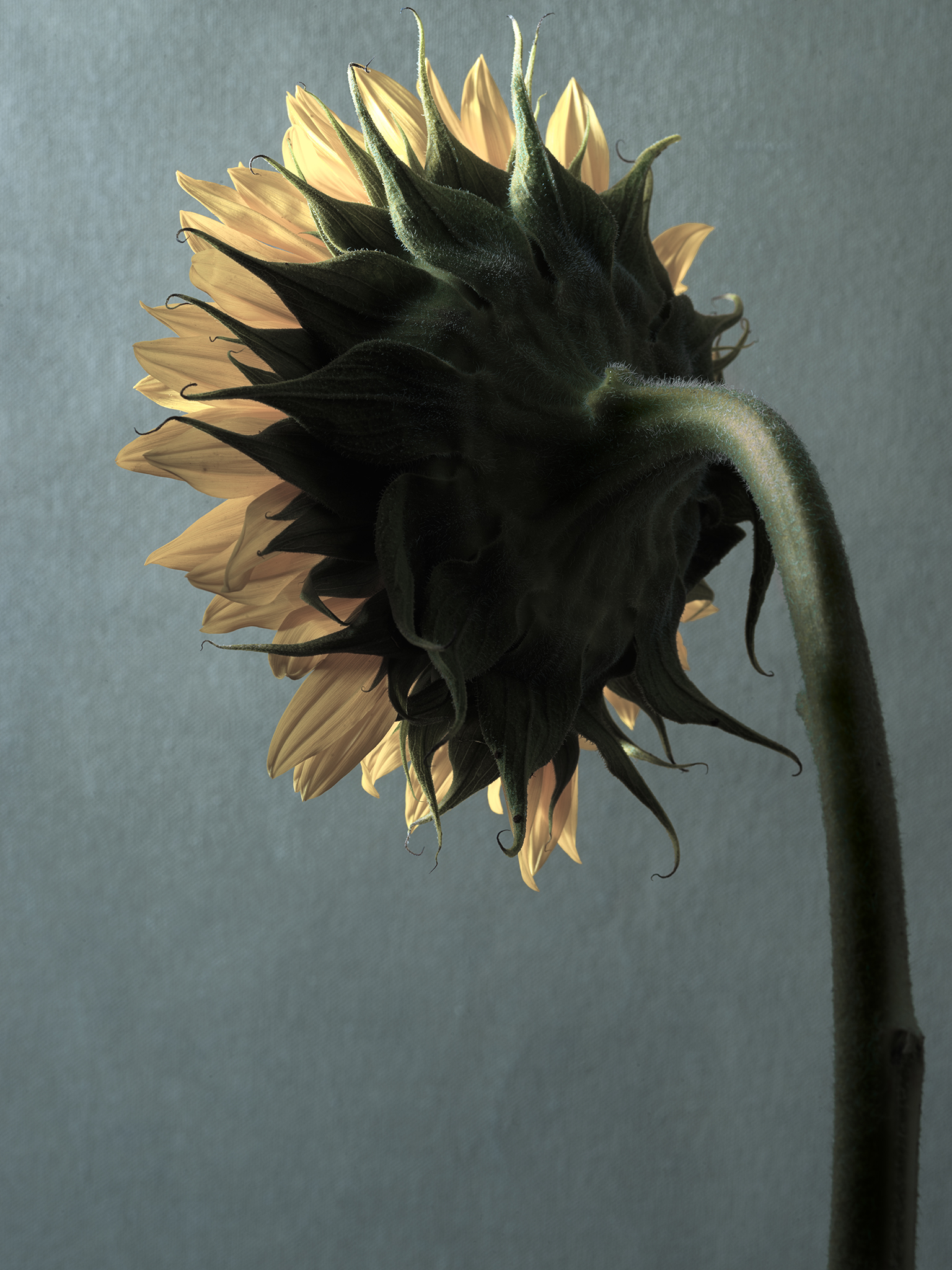 Sunflower back on an Oliphant Canvas fine art botanical still life by Thabit