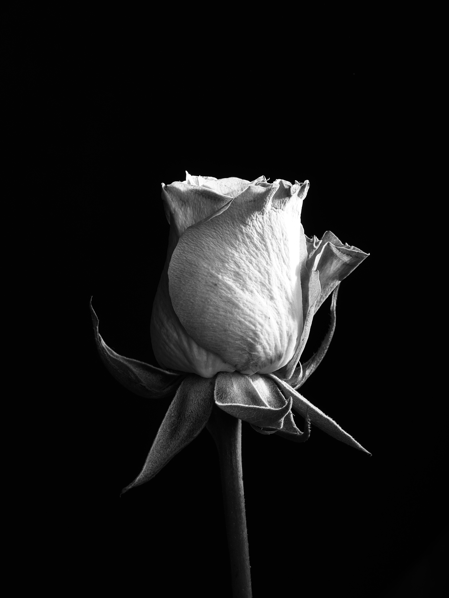 Monochrome Studies botanical fine art by Thabit