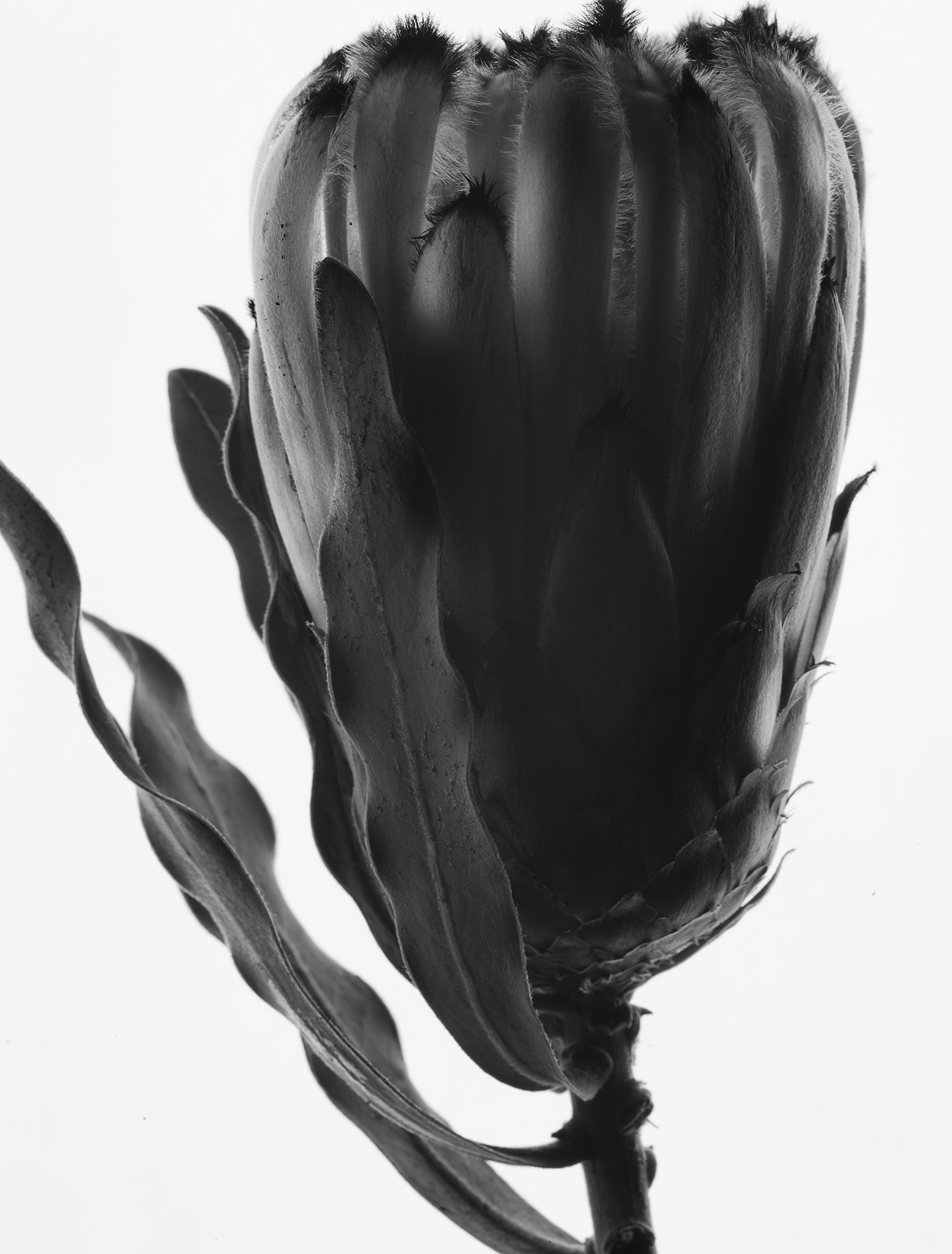 monochrome study cinematic fine art botanical by Thabit protea