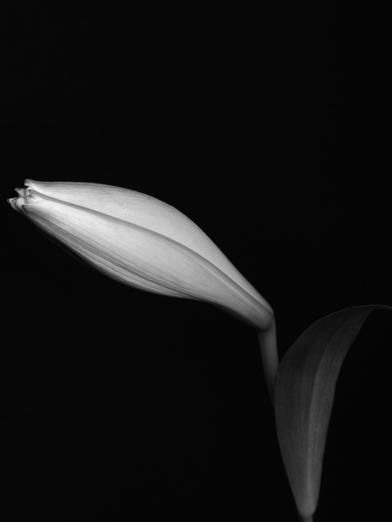 monochrome study cinematic fine art botanical by Thabit lily