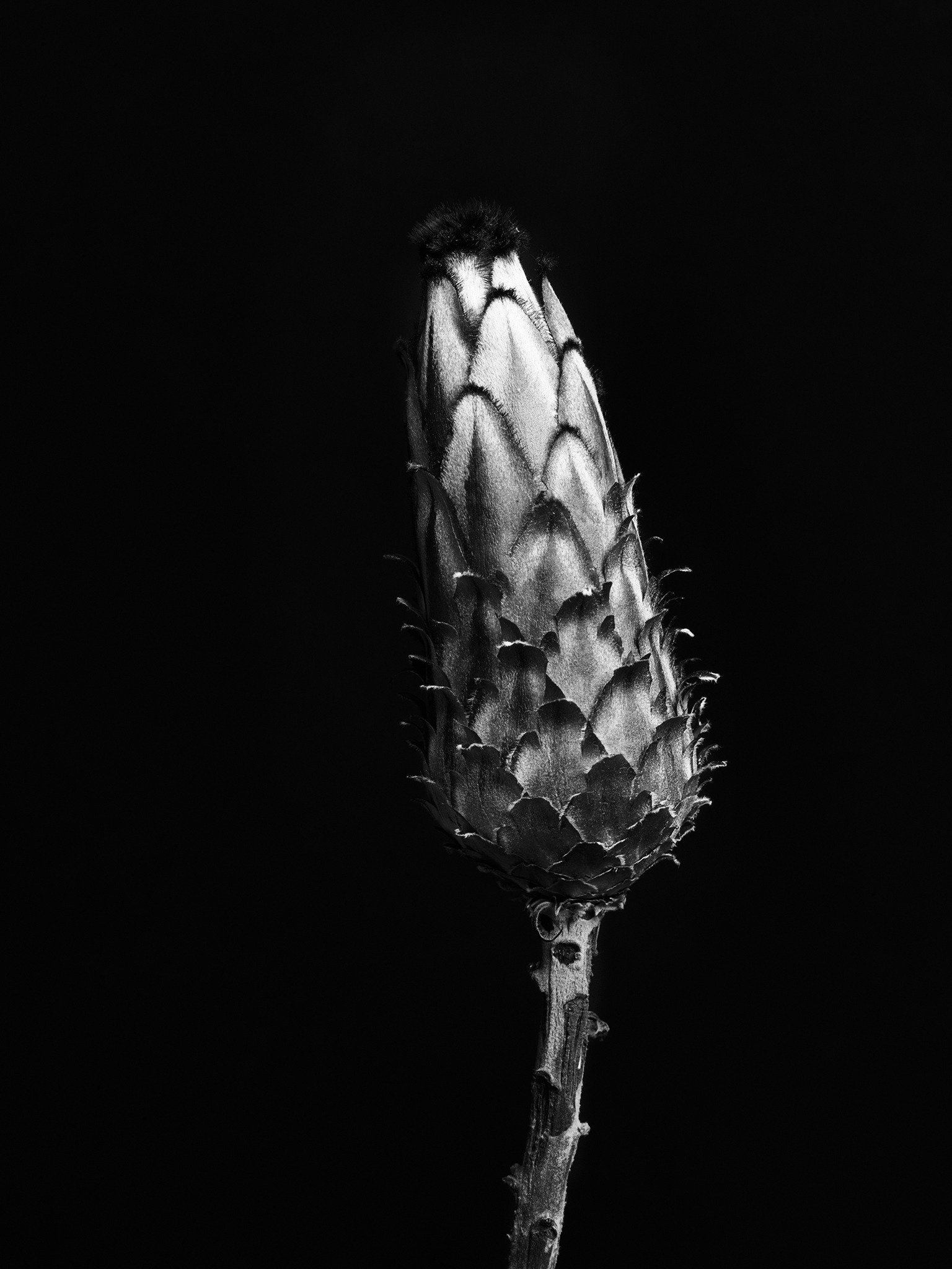 monochrome study cinematic fine art botanical by Thabit protea