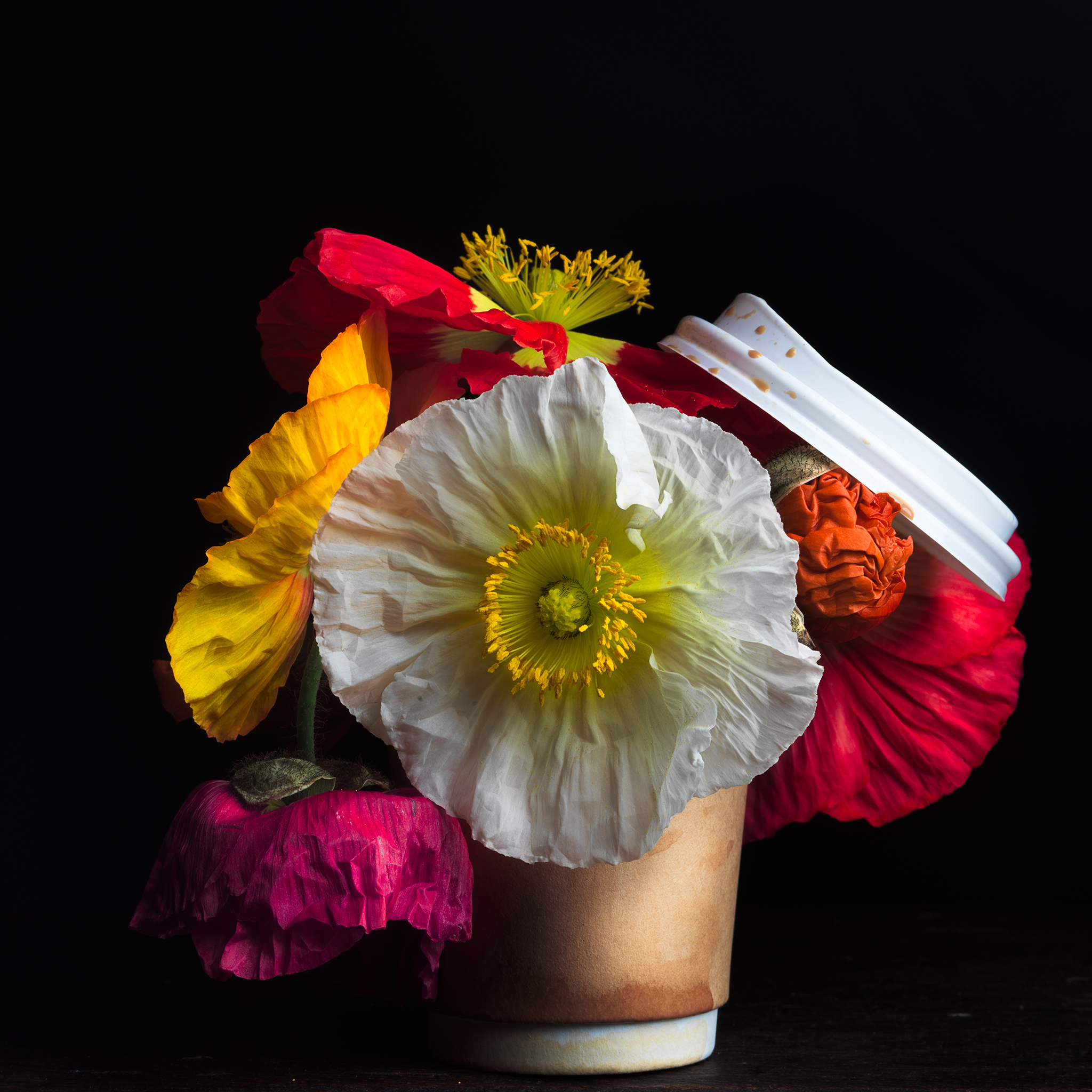 Poppies botanical fine art by Thabit