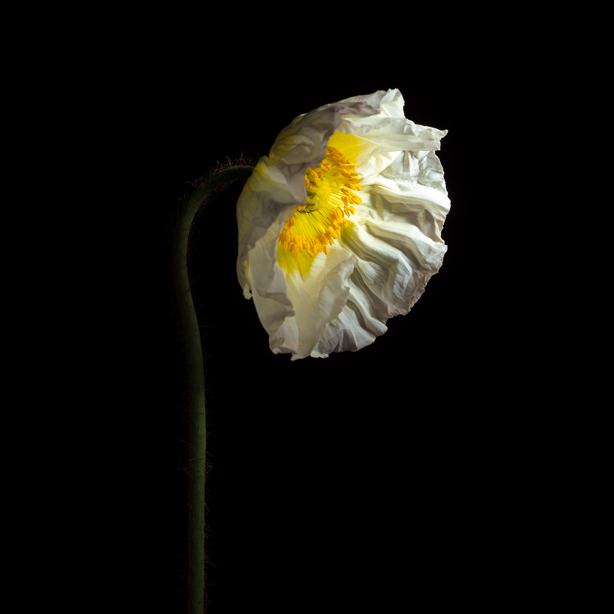 white poppy fine art by Thabit moody botanical cinematic