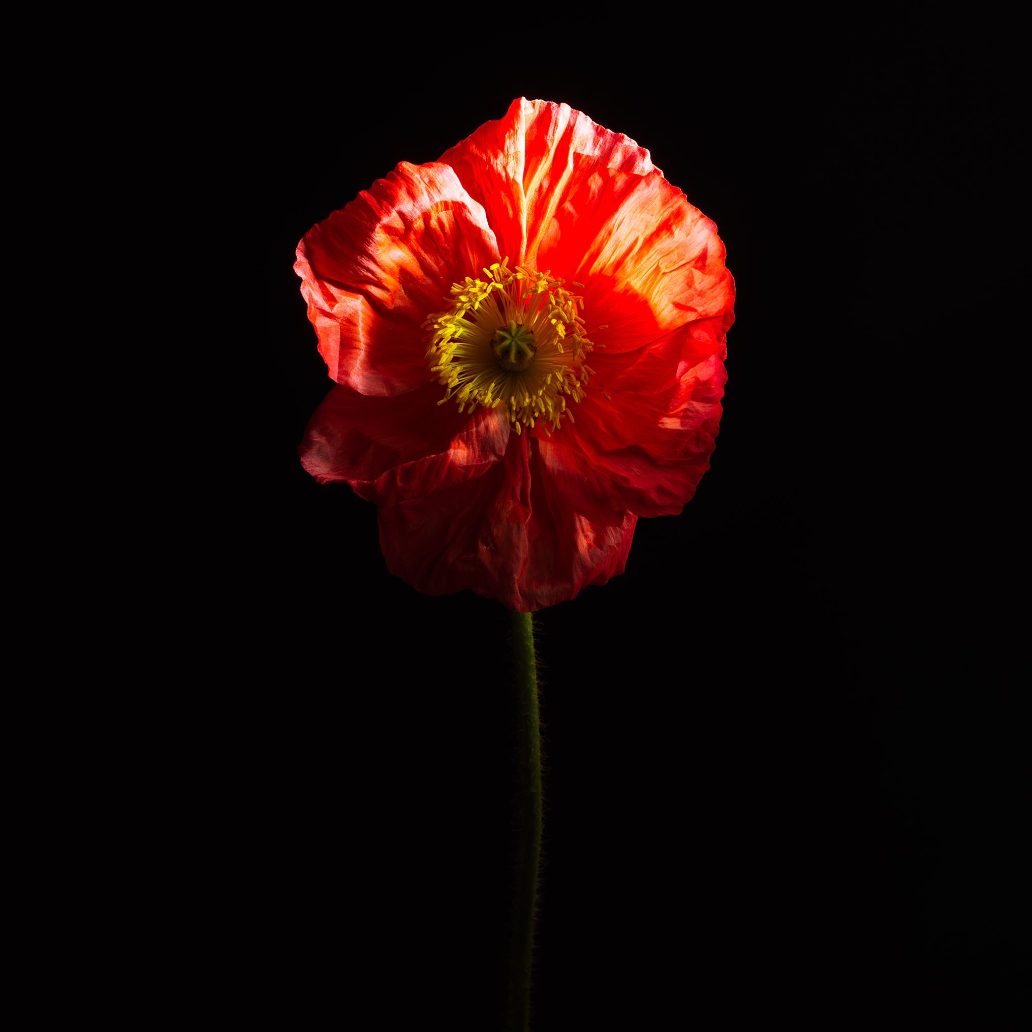 crimson Poppy fine art botanical red by Thabit fine art