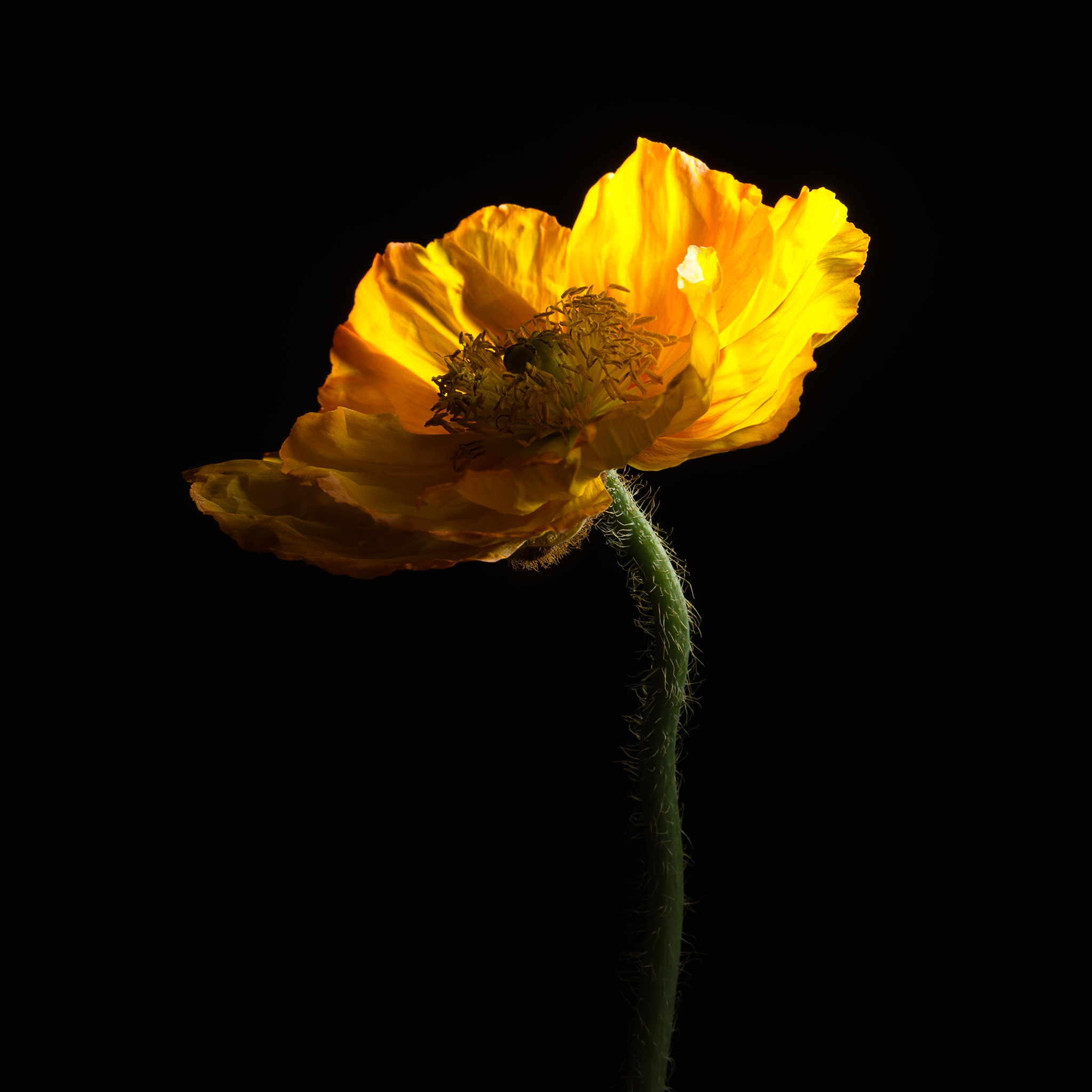 Golden poppy by Thabit fine art yellow fine art botanical