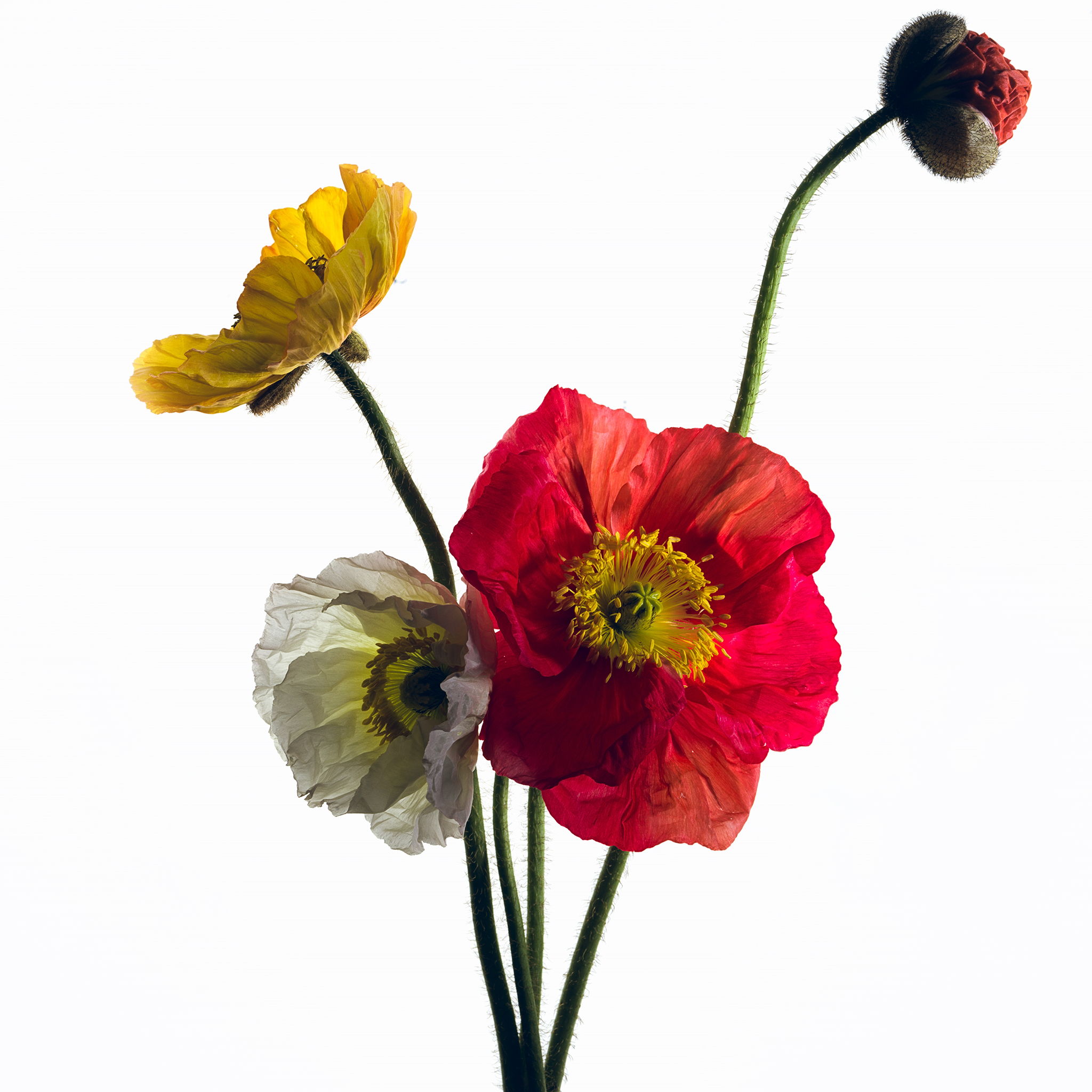 coffee cup poppies red yellow white by Thabit still life fine art botanical