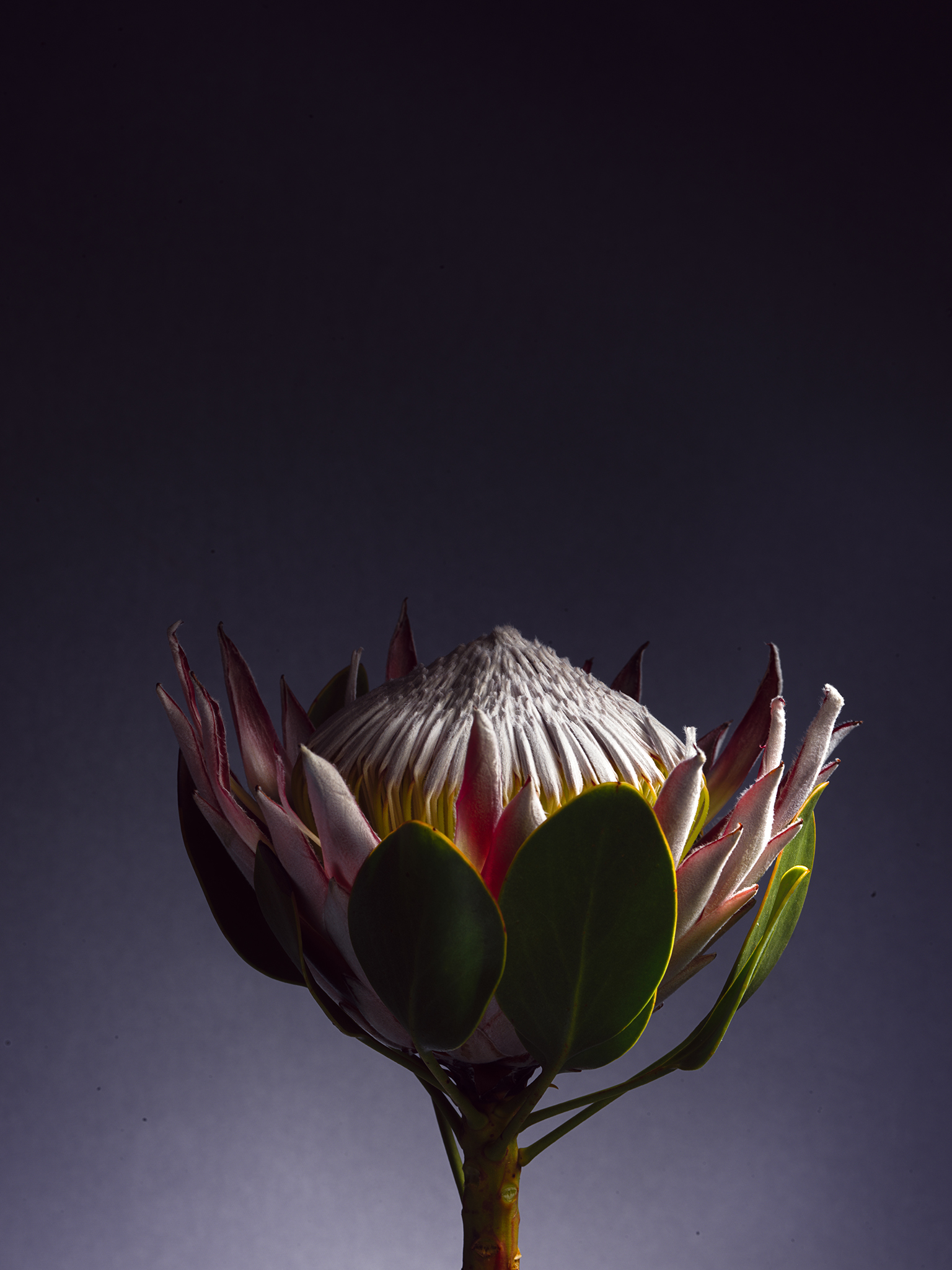 crown colour by Thabit moody fine art still life botanical