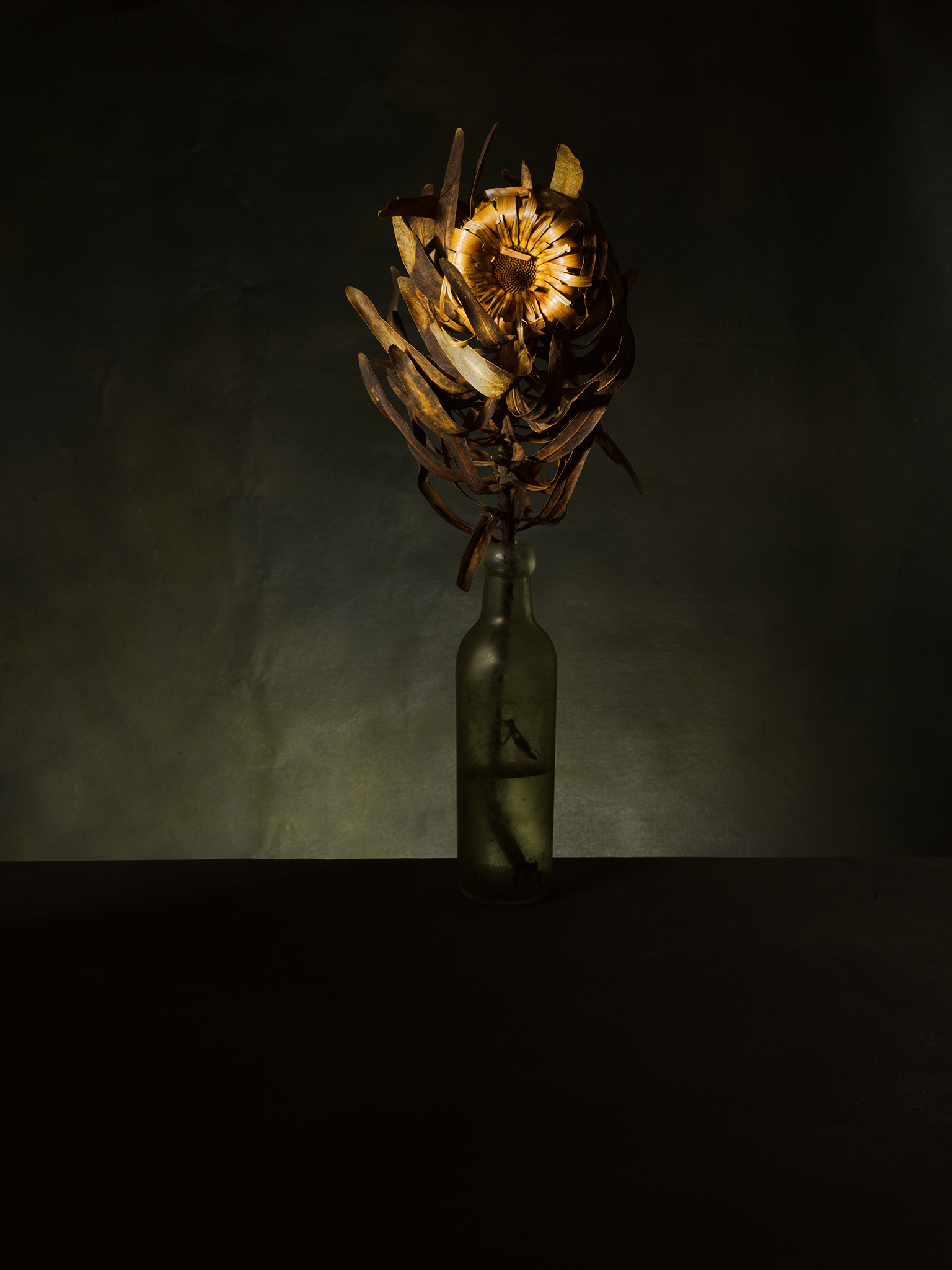 golden decay dying protea in a bottle fine art dutch still by Thabit cinematic