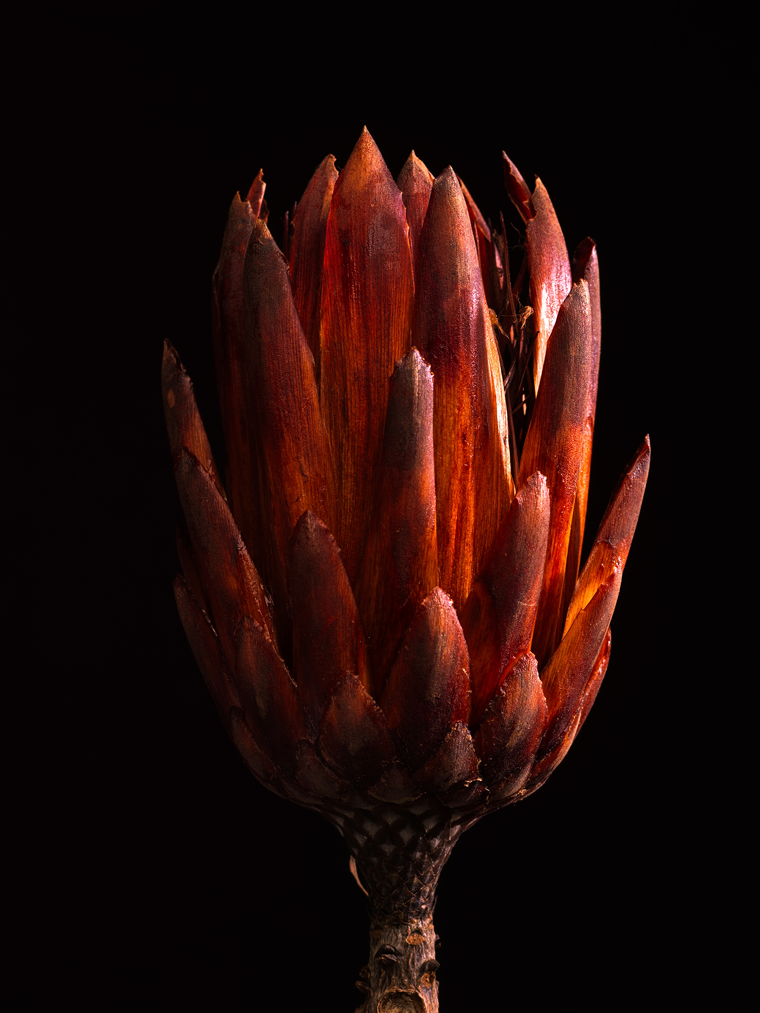 red protea fine art botanical still life fine art by Thabit