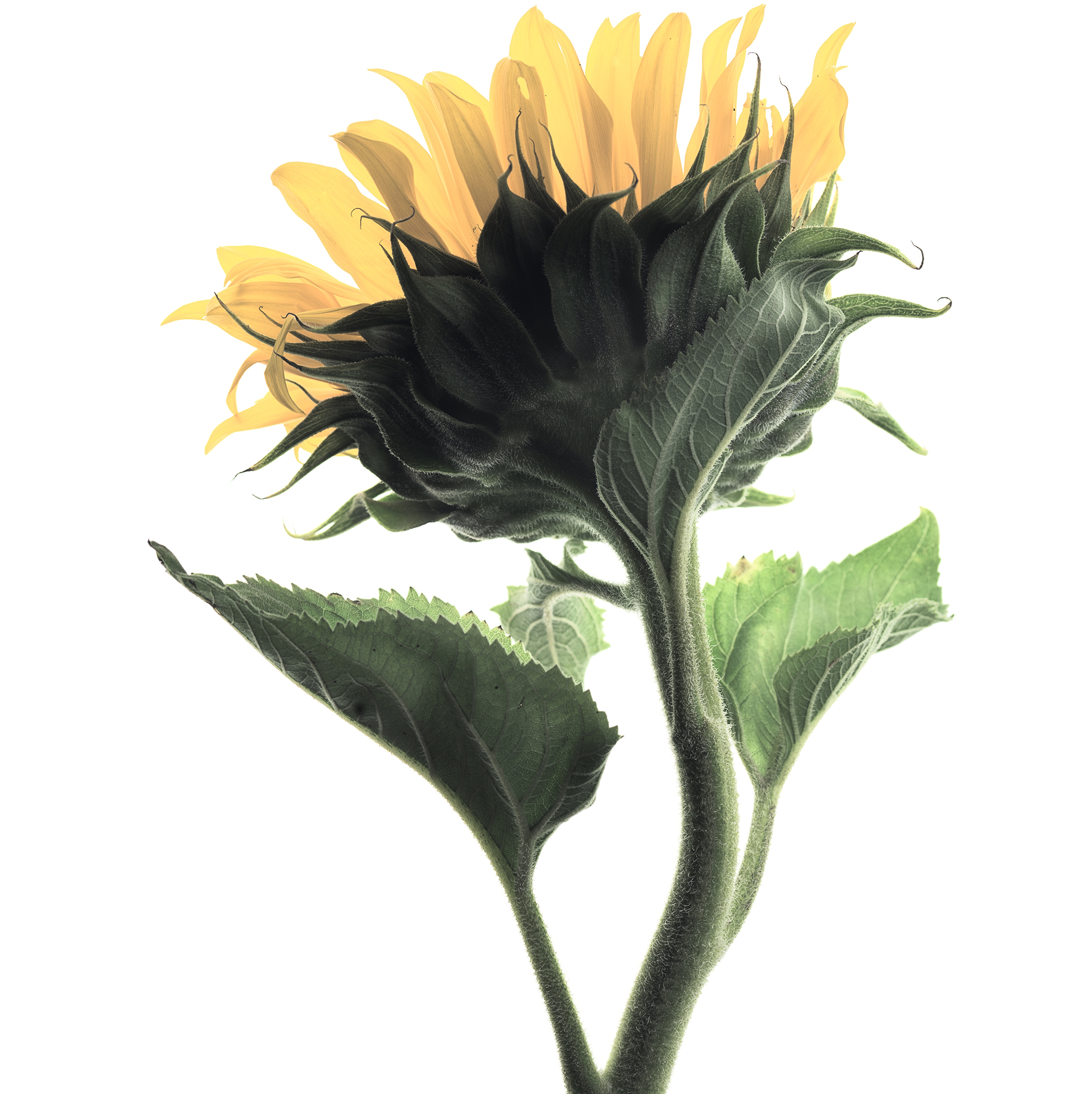 White square botanical fine art series still life by Thabit sunflower
