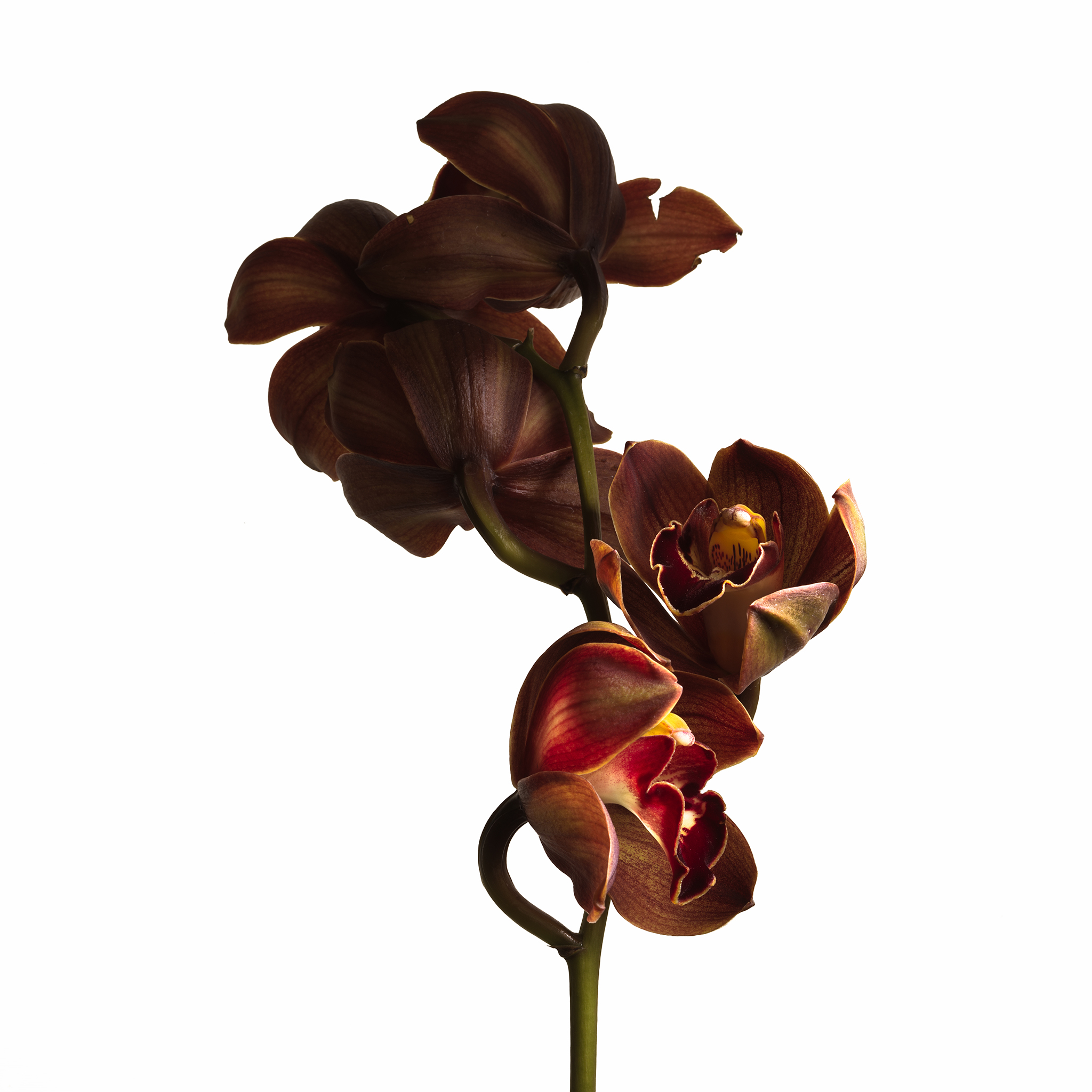 Minimalist high-key photograph of a Burgundy Cymbidium orchid stem by Thabit