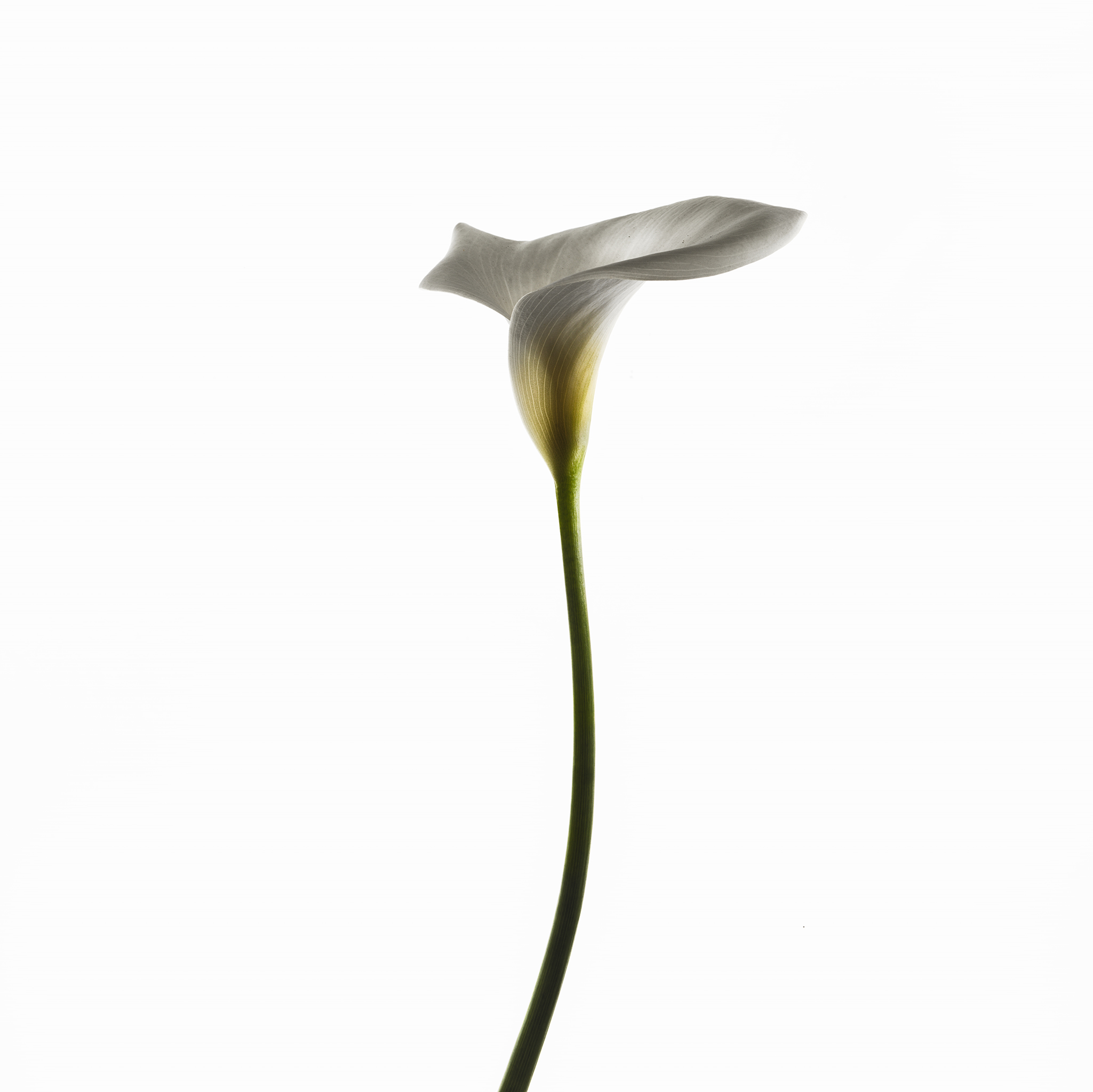 Minimalist high-key photograph of a Cala lily by Thabit