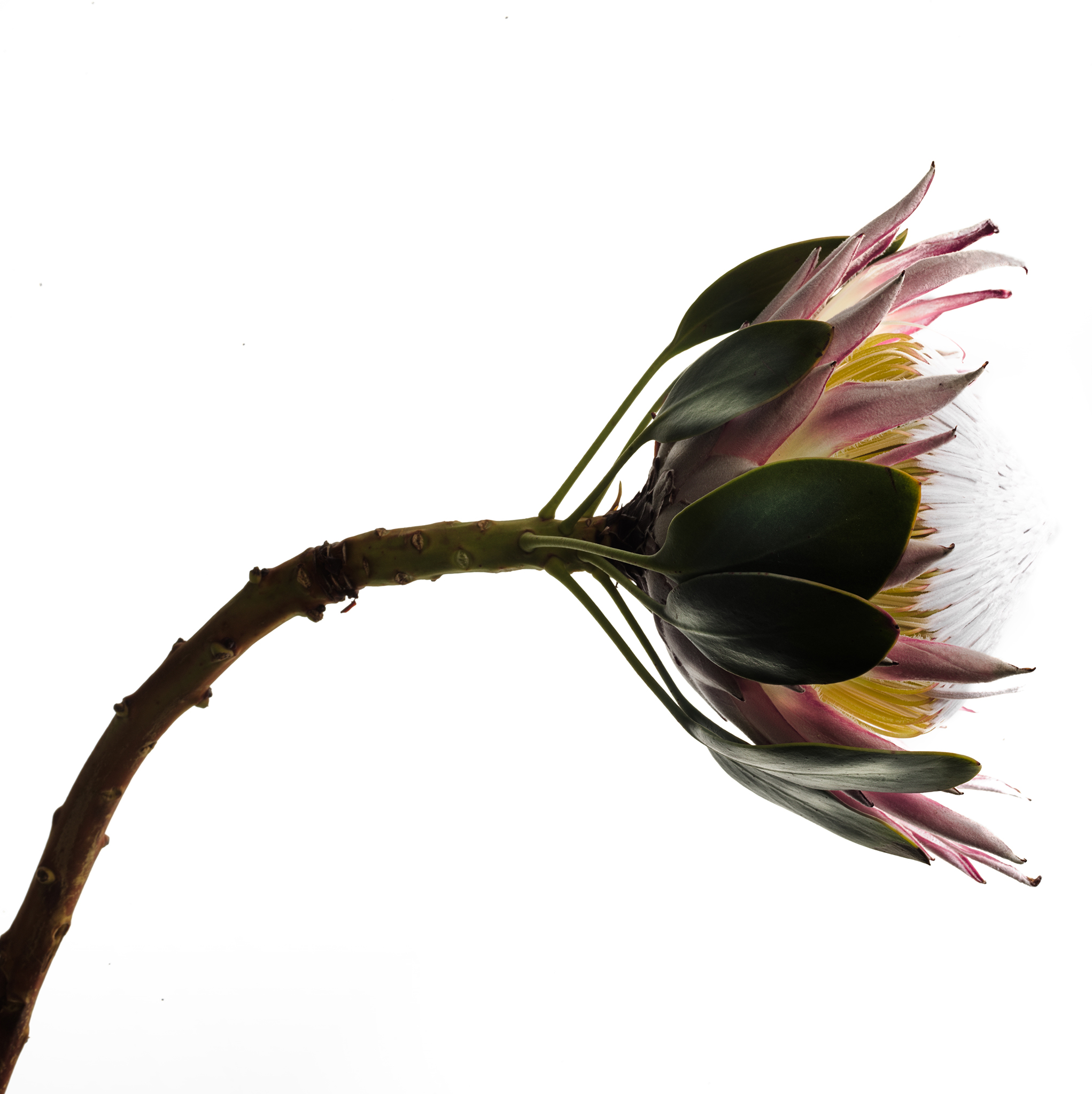 White square botanical fine art series still life by Thabit protea