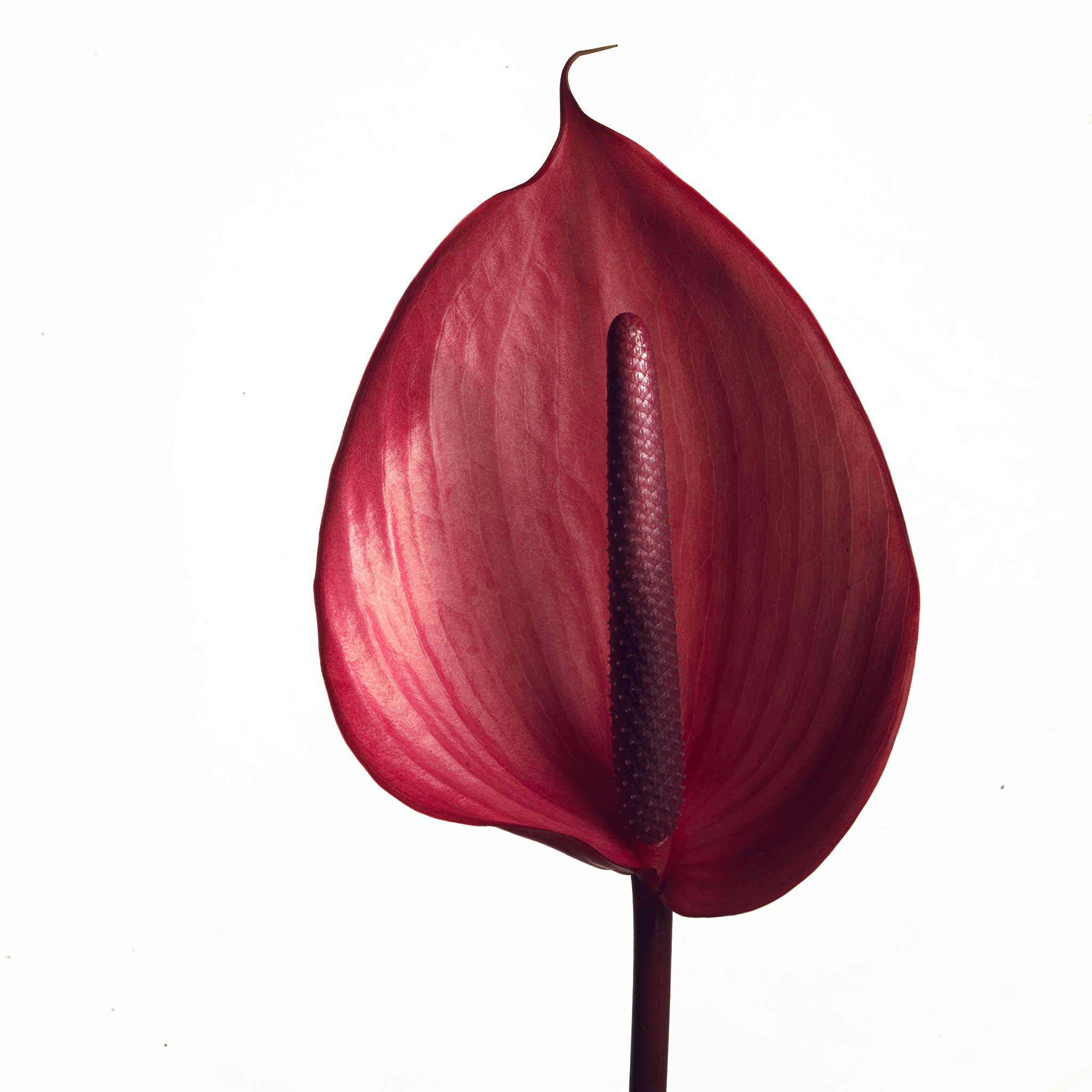White square botanical fine art series still life by Thabit anthurium