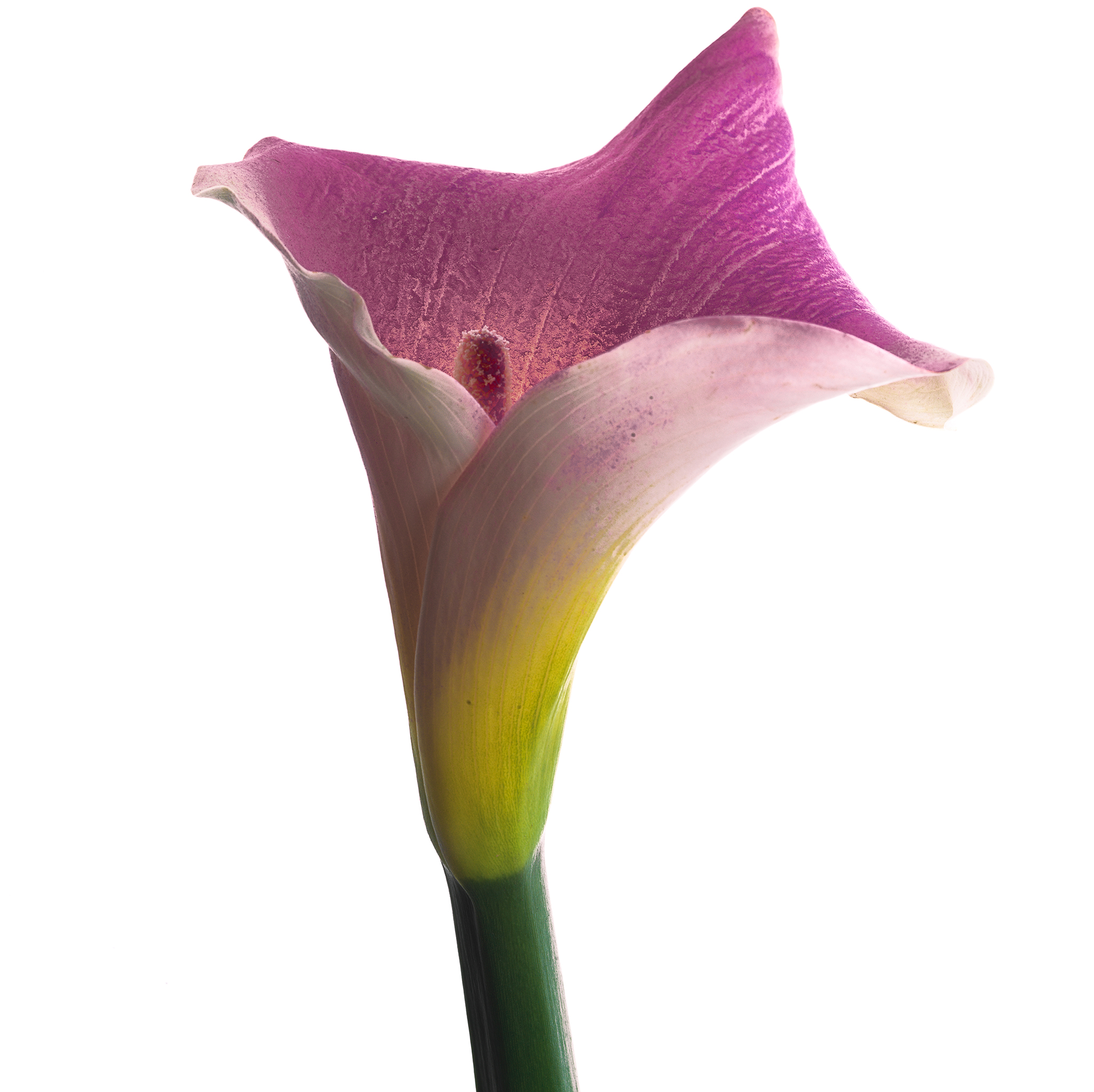 White square botanical fine art series still life by Thabit Cala lily