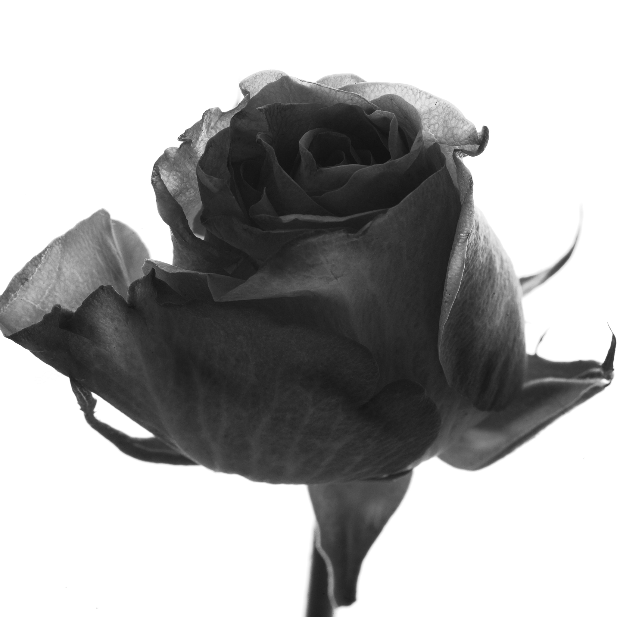 White square botanical fine art series still life by Thabit rose