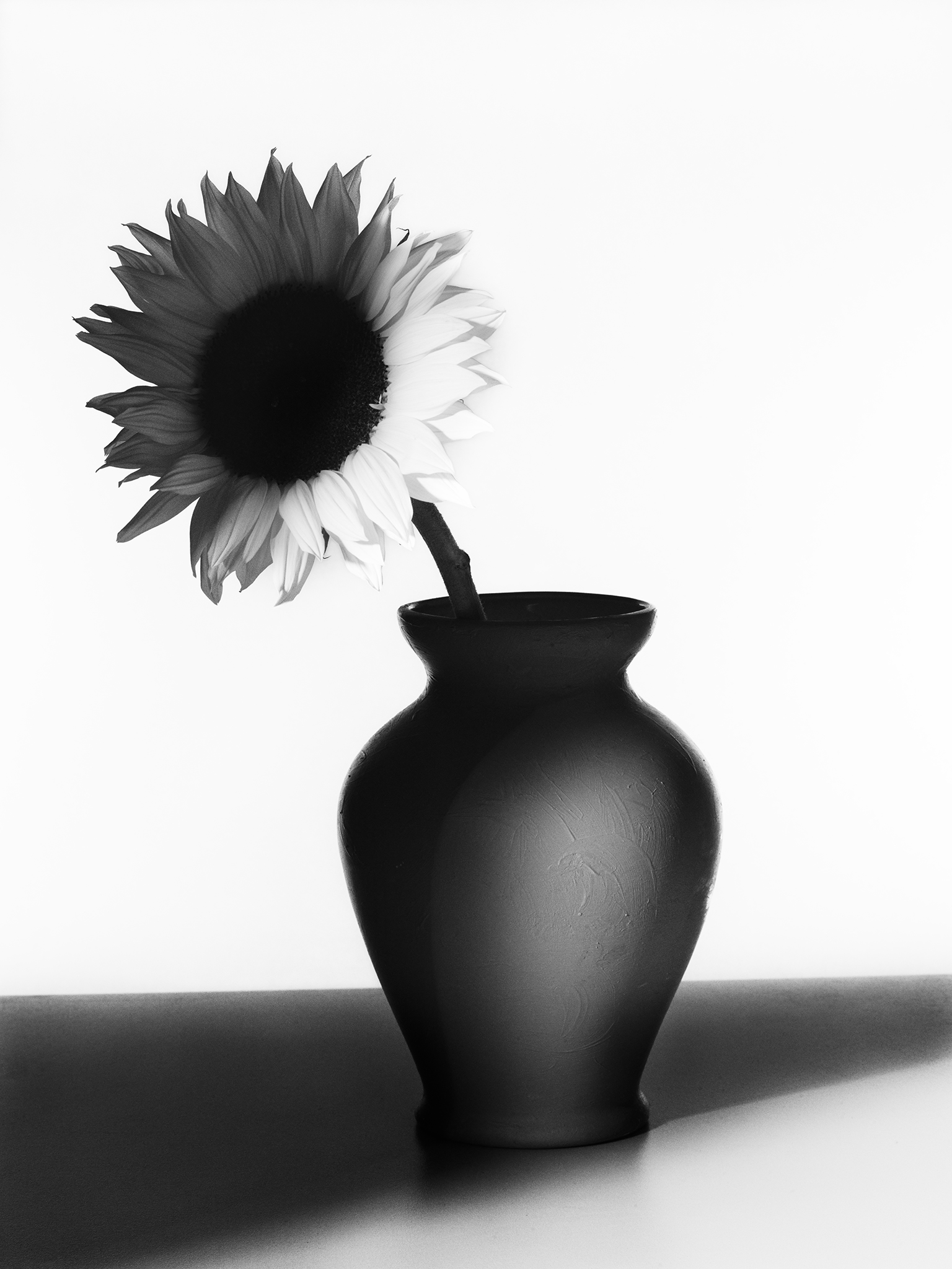 Monochrome fine art still life by Thabit botanical